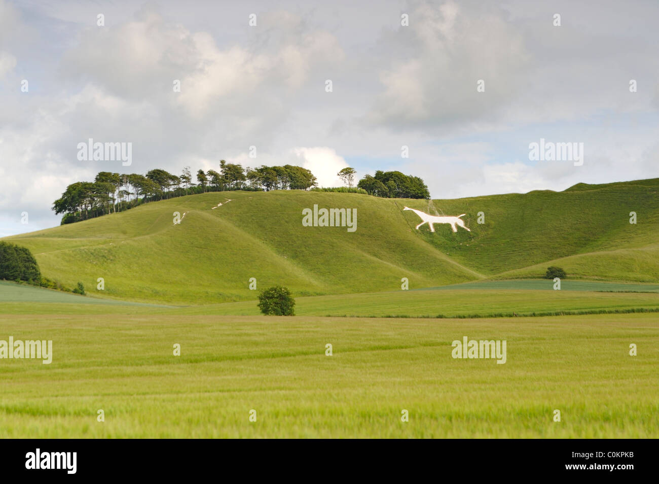 Cherhill white horse near Avebury, Wiltshire, UK Stock Photo Alamy