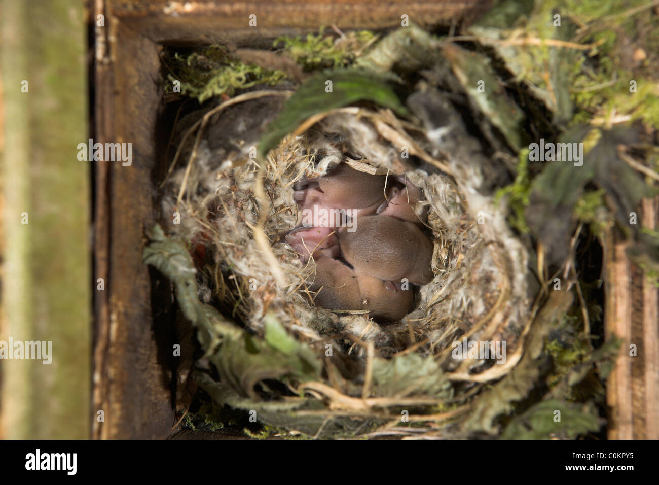 Hazel Dormouse Muscardinus avellanarius litter in nest box at Briddlesford, Isle of Wight in September. Stock Photo