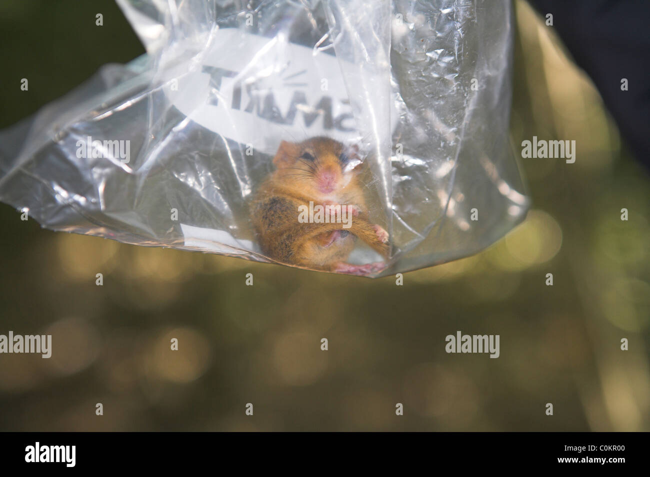 Hazel Dormouse Muscardinus avellanarius adult in bag (ready for weighing) at Briddlesford, Isle of Wight in September. Stock Photo
