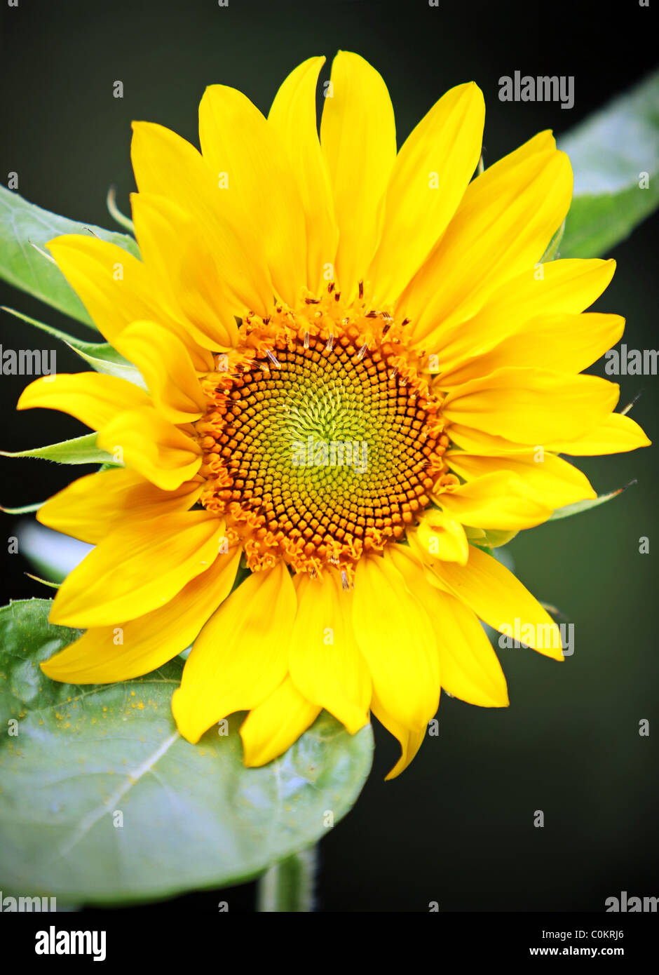 Beautiful sunflower seeds close up hi-res stock photography and images ...