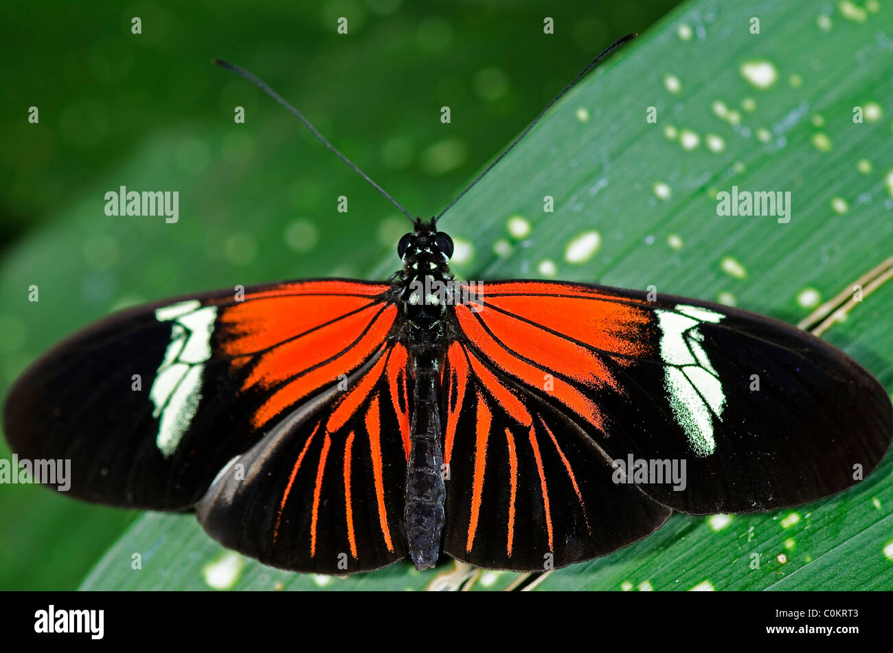 A Doris Longwing Butterfly, of the Nymphalidae family, native of the Amazon Basin through Mexico. Stock Photo