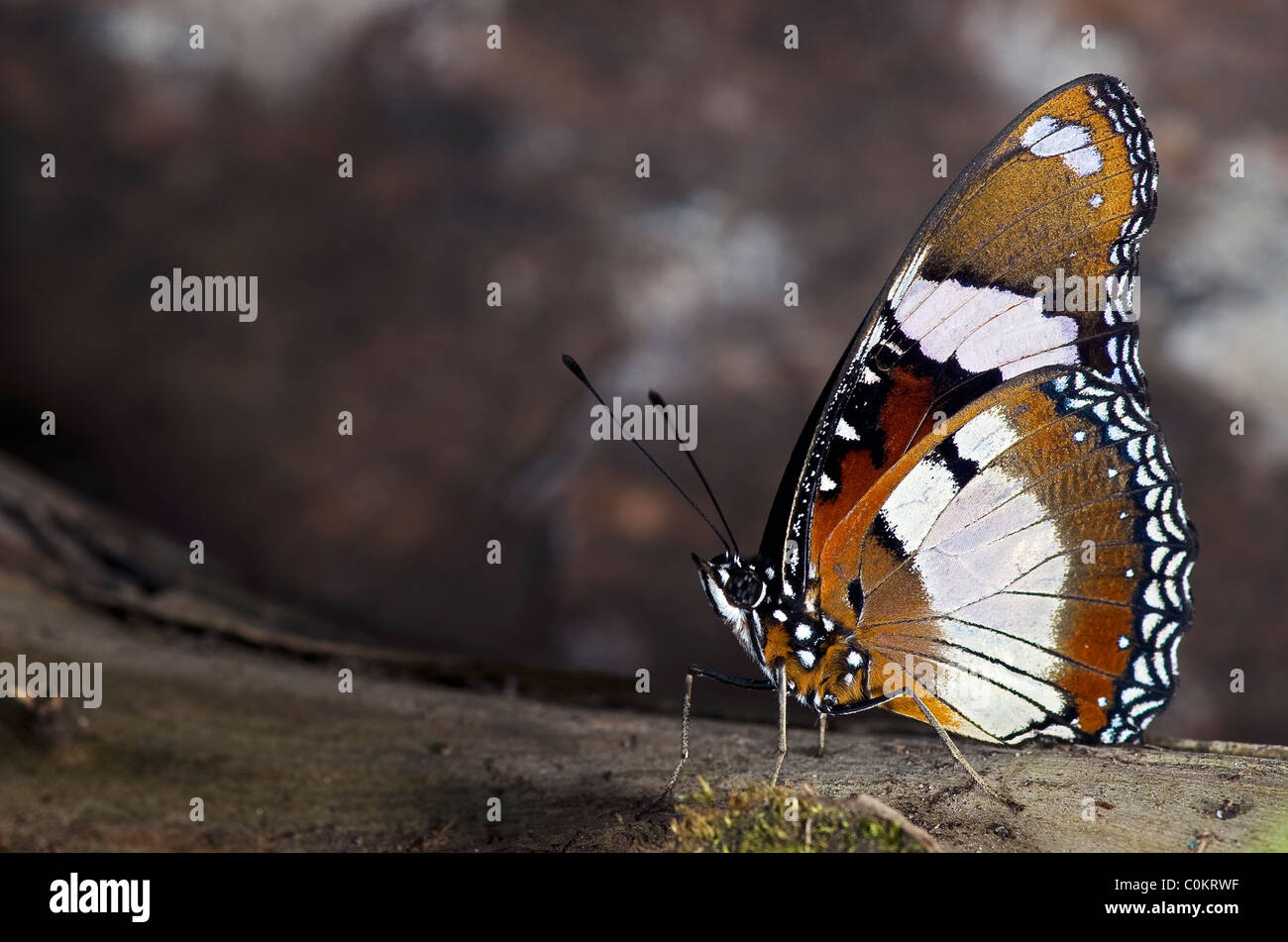 A Plain Tiger Butterfly of the Nymphalidae family, found throughout Malaysia, Africa and Australia. Stock Photo