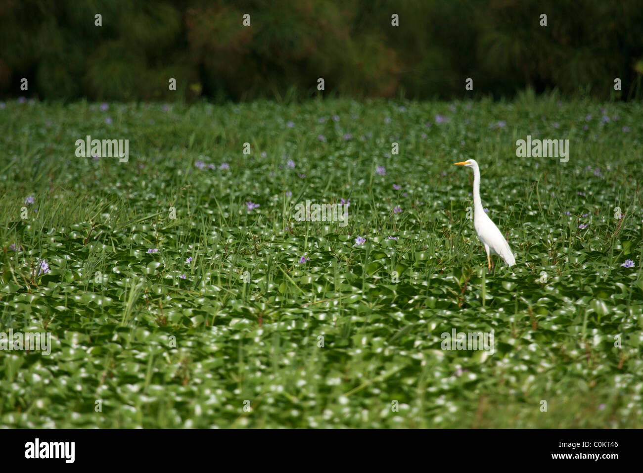 Egret in water hyacinth Stock Photo Alamy