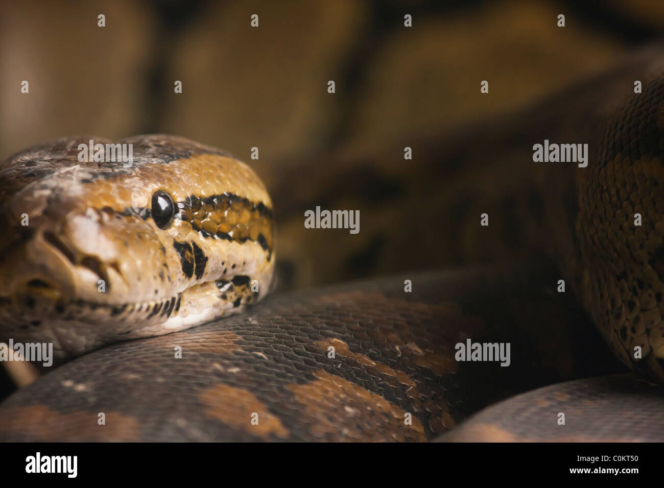 African rock python hi-res stock photography and images - Alamy