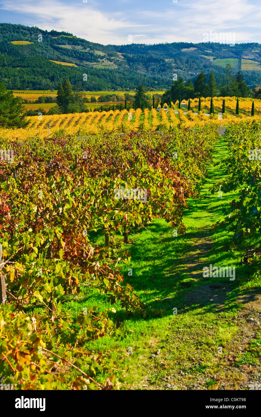 Vineyard near Calistoga, Napa Valley, California, USA Stock Photo