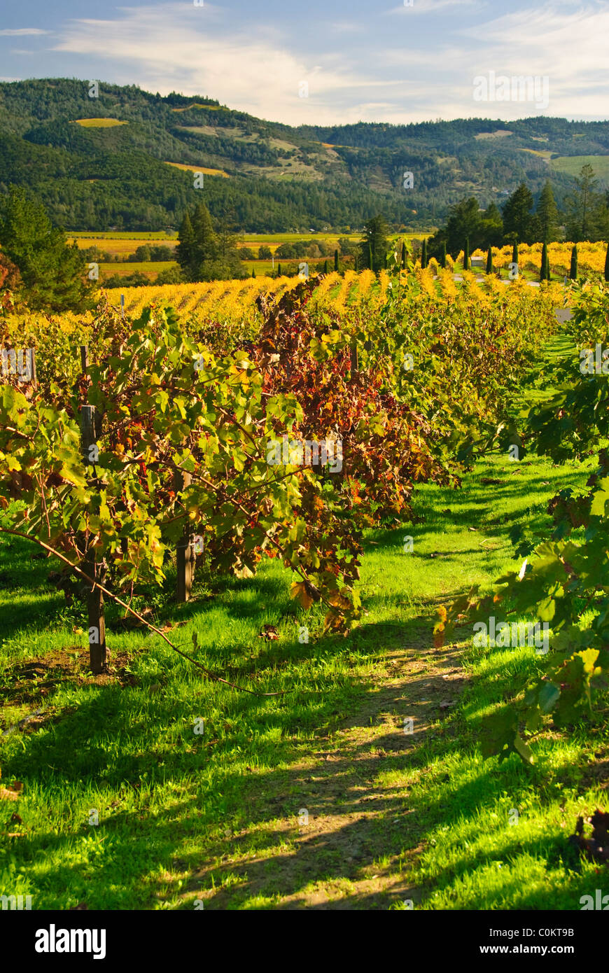 Vineyard near Calistoga, Napa Valley, California, USA Stock Photo