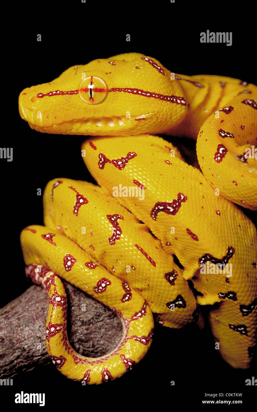 Australian native python hi-res stock photography and images - Alamy