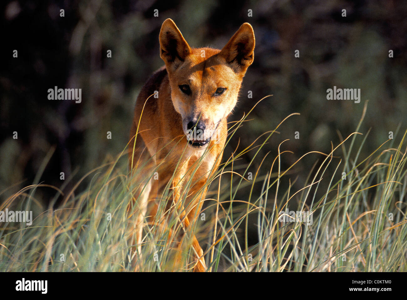 Dingo Fraser Island Queensland Australia Stock Photo Alamy