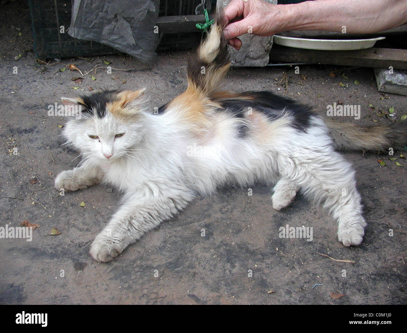 WINGED PUSS GETS IN A FLAP This mischievous cat has obviously