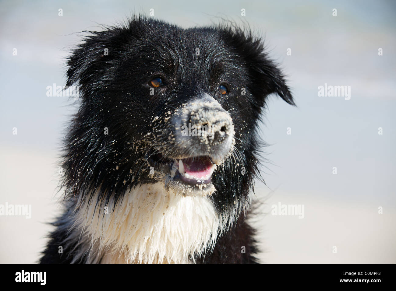 Border Collie dog with sand on his face Stock Photo