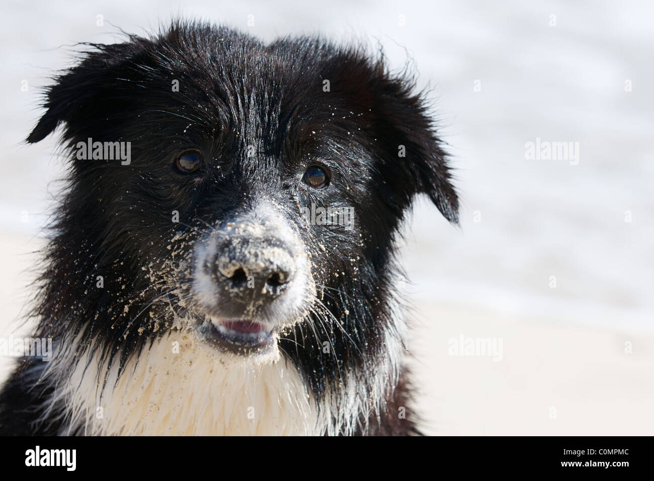 Border Collie dog with a sandy nose at the beach Stock Photo
