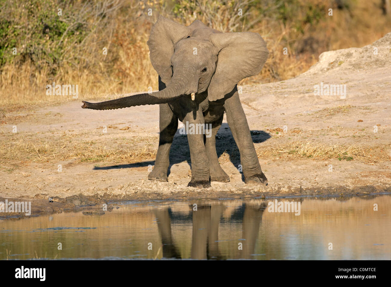 Young African elephant (Loxodonta africana) at a waterhole, South Africa Stock Photo
