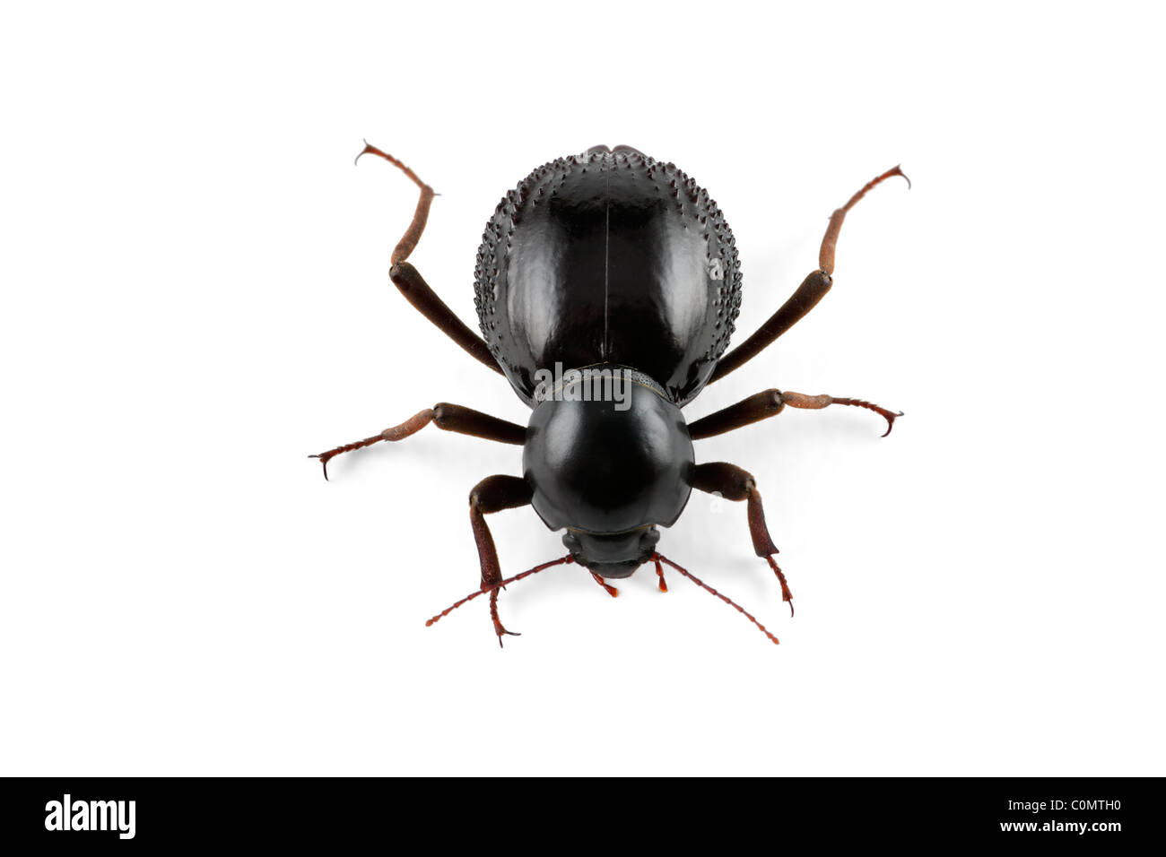An African Tenebrionid beetle (Psammodes spp., Family Tenebrionidae) on white Stock Photo