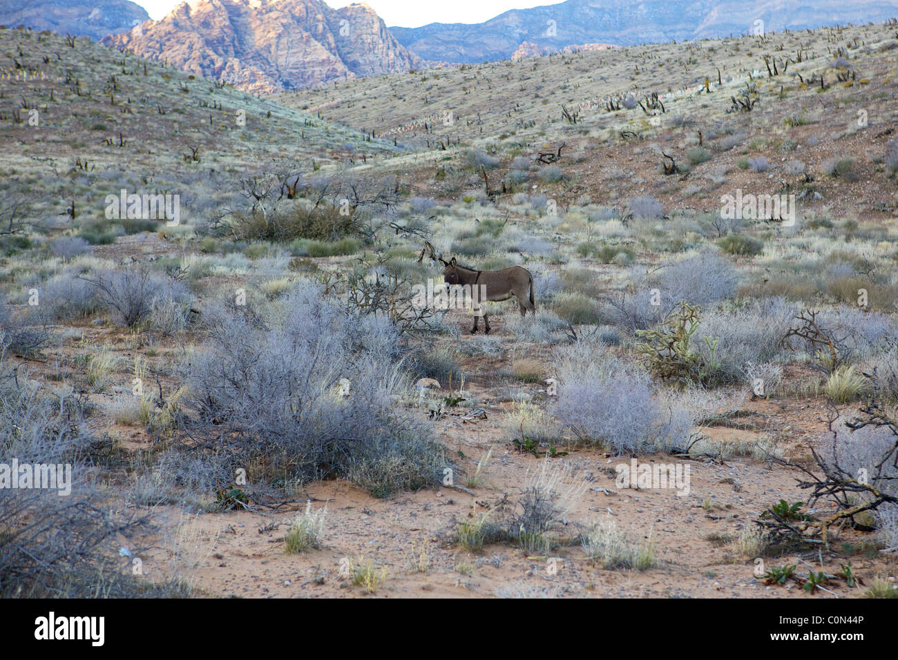 Wild mule at Red Rock Canyon Stock Photo