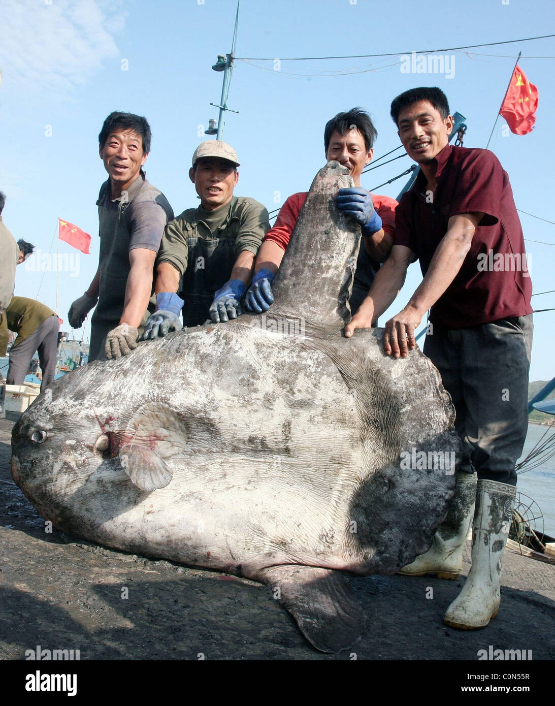 BIG FISH IS PRIZE CATCH What a whopper! Fishermen off the coast of China  netted a monster – a giant pomfret weighing 275 pounds Stock Photo - Alamy