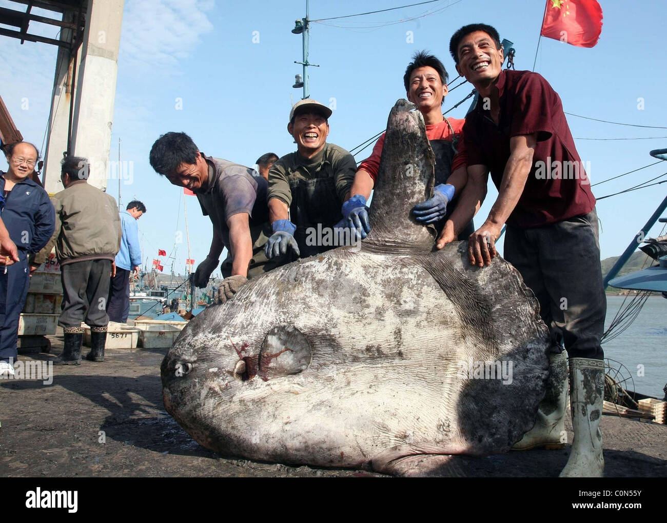 BIG FISH IS PRIZE CATCH What a whopper! Fishermen off the coast of China  netted a monster – a giant pomfret weighing 275 pounds Stock Photo - Alamy