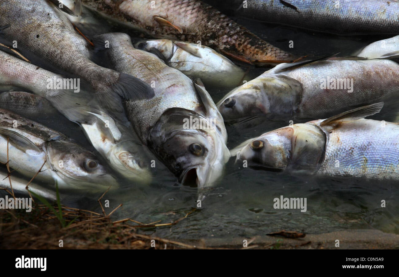 THIS HEAT IS KILLING ME... Hundreds of thousands of dead fish float on