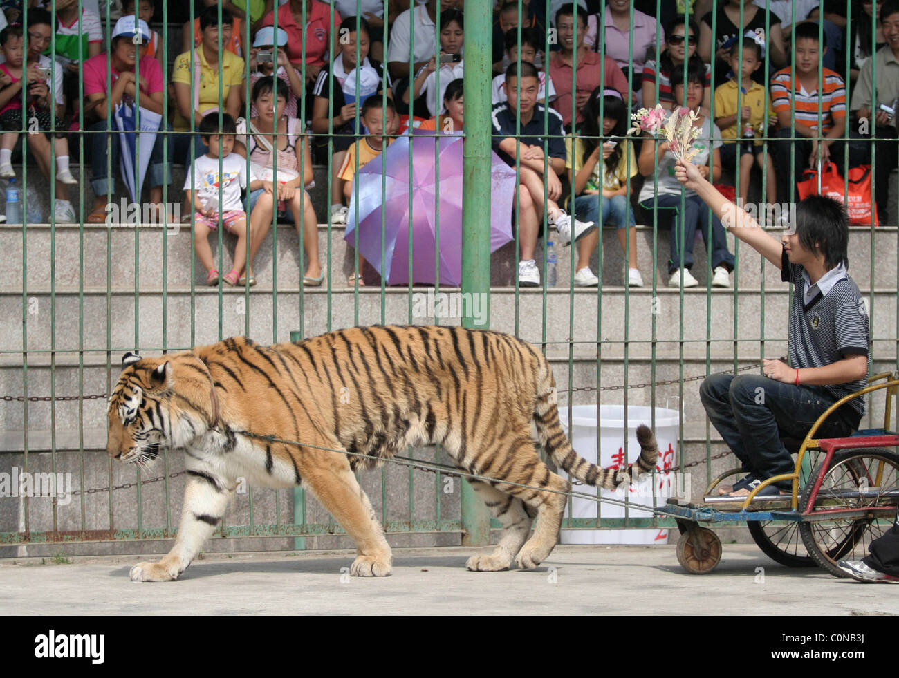 ANIMAL MAGIC These performing beasts wowed the crowds at a circus in China  with a series of amazing feats. Amazed onlookers saw Stock Photo - Alamy