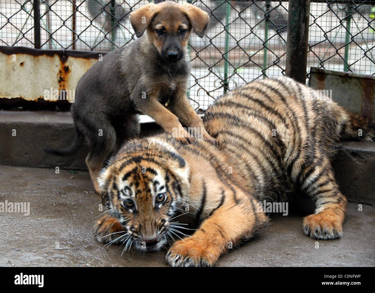 tiger playing with dog