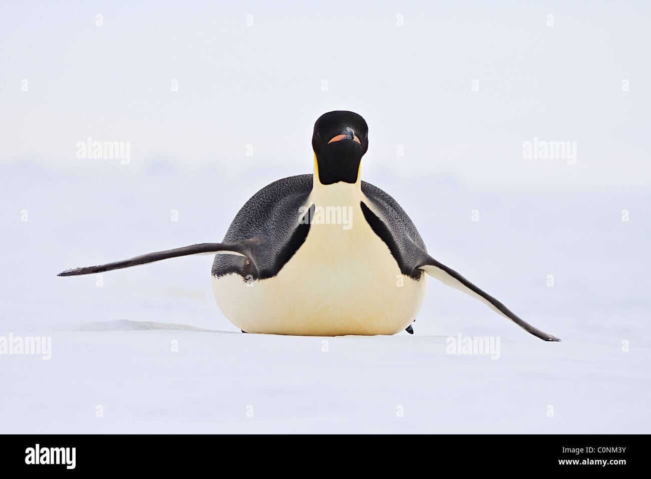 Emperor penguin slides over the sea ice of Antarctica Stock Photo - Alamy