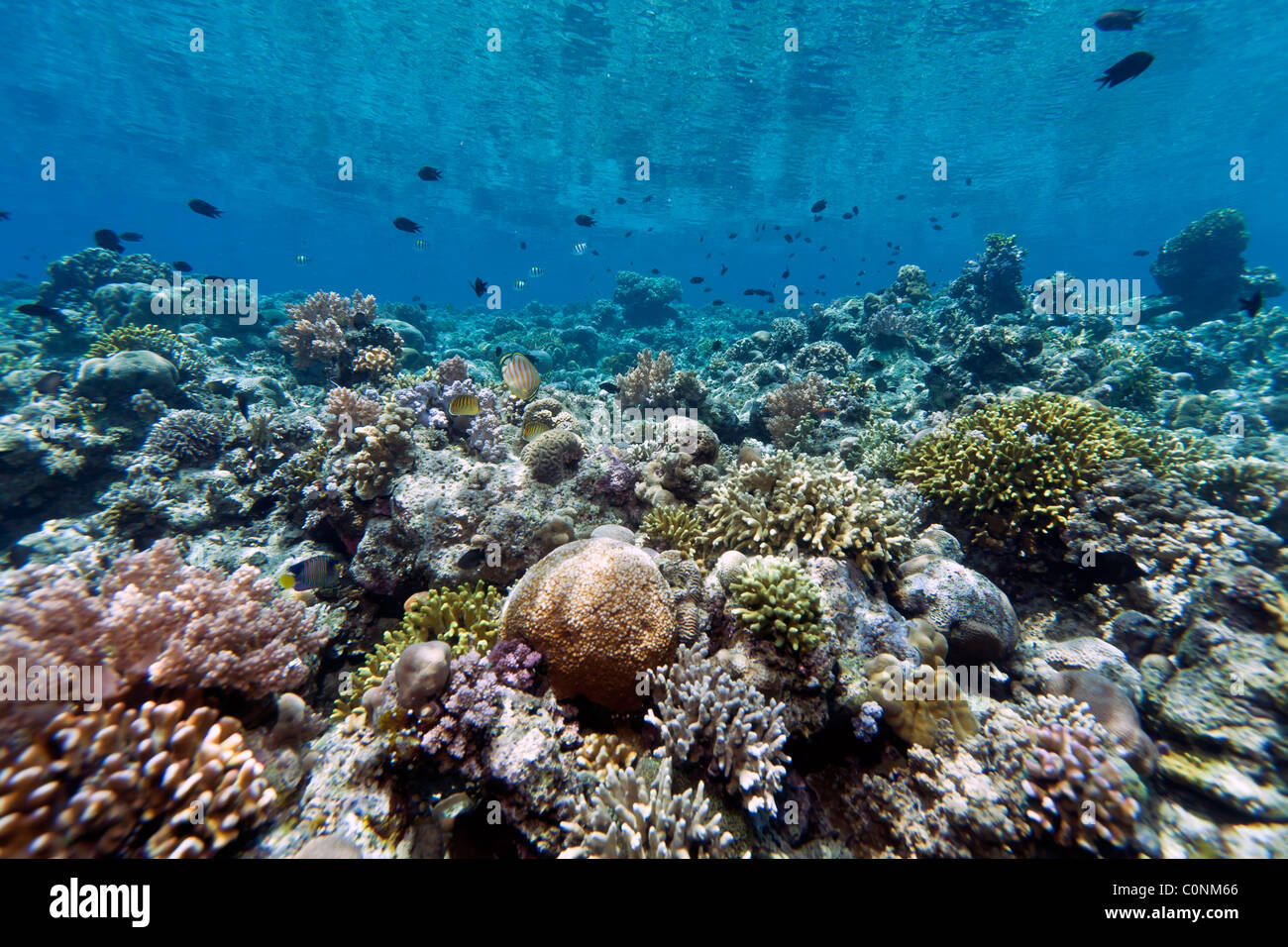 Coral gardens off the coast of Bunaken island in North Sulawesi, Indonesia Stock Photo