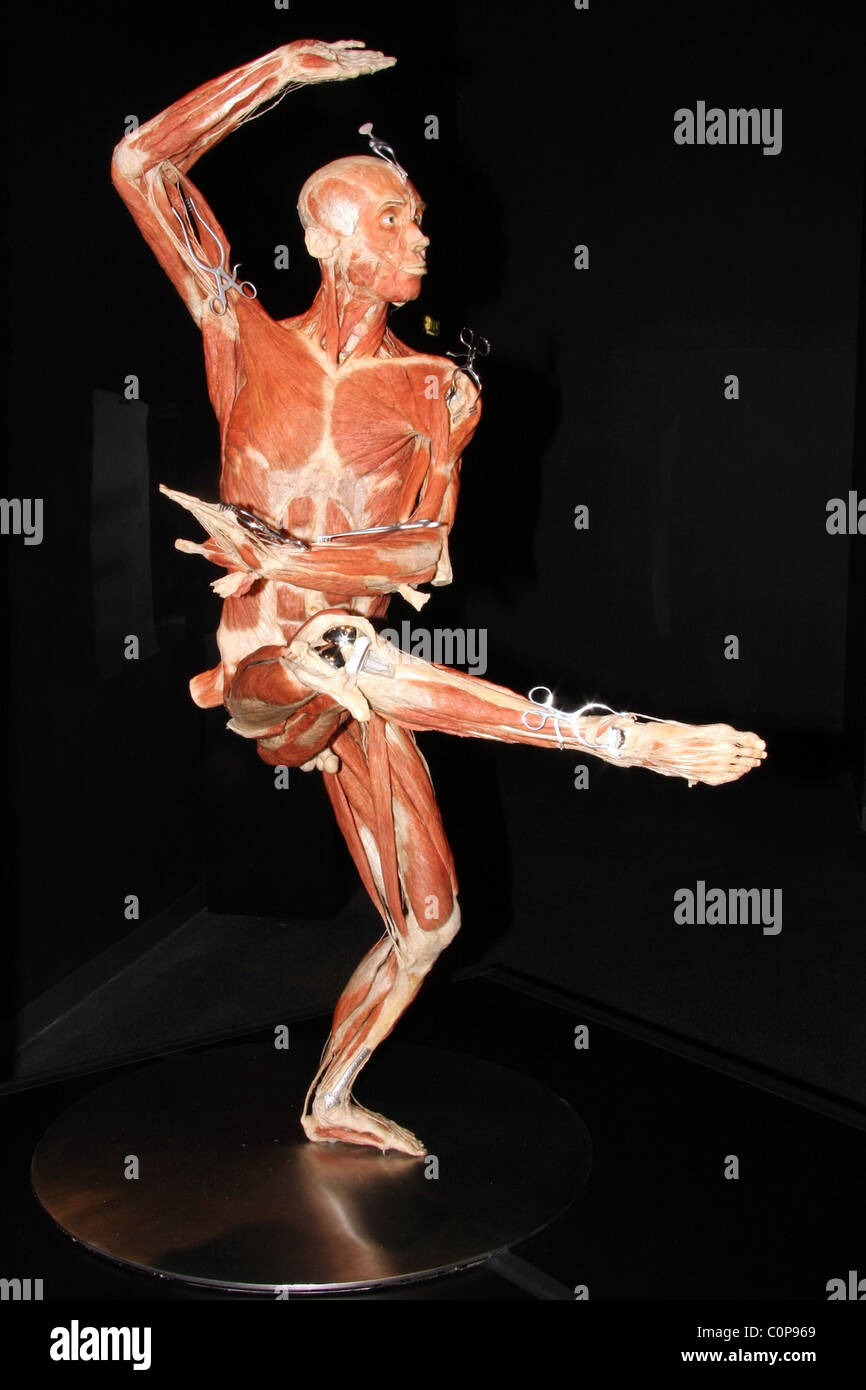 Atmosphere A real human installation at the new 'Body Worlds and The Mirror  of Time' exhibition at The O2 bubble London Stock Photo - Alamy