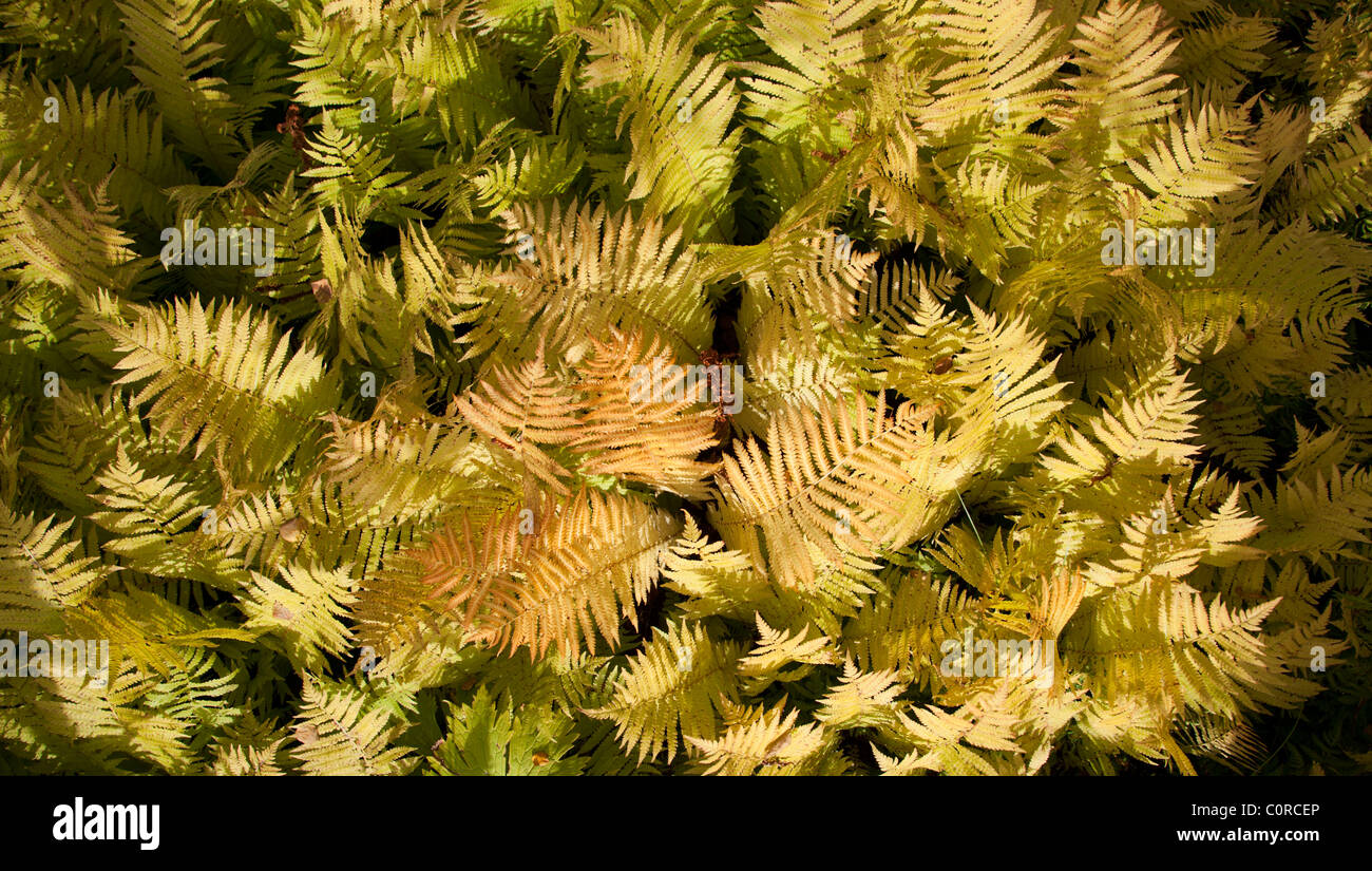 Multiple fern leaves hi-res stock photography and images - Alamy