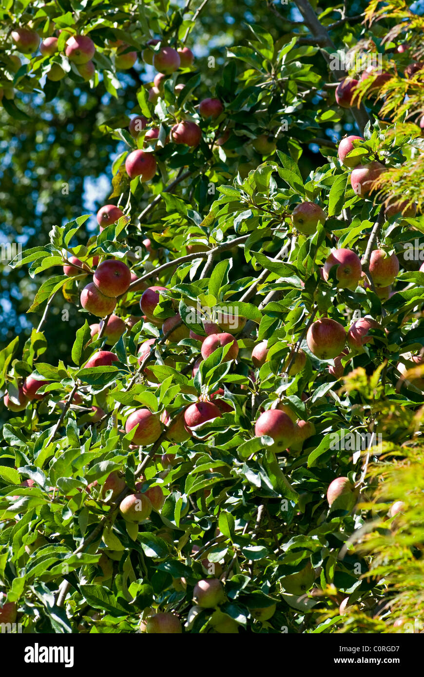 Ripe Apples on a tree Stock Photo - Alamy