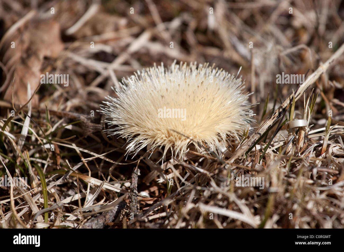 Close up of a thistle. Stock Photo
