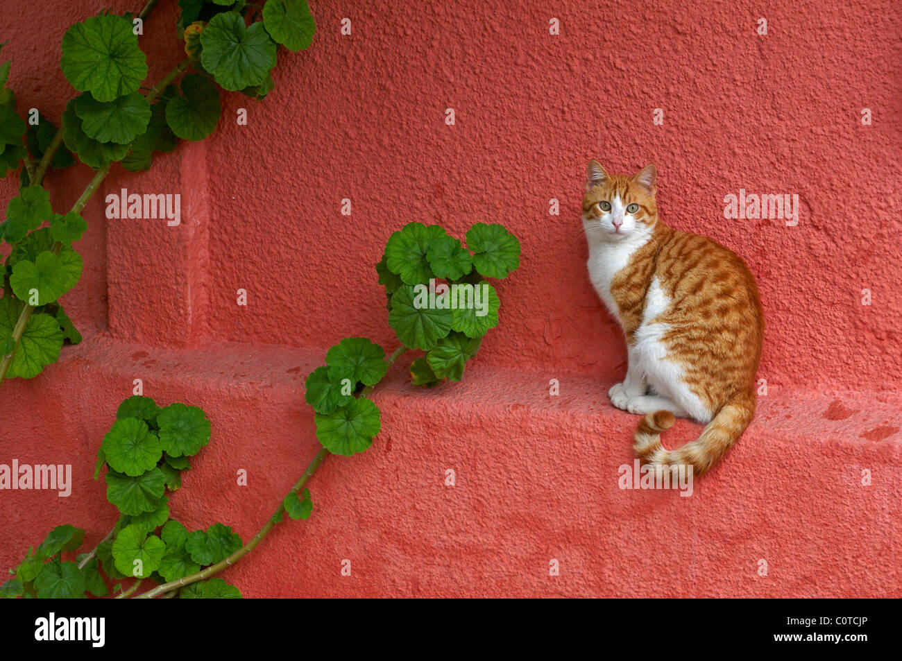 A graphic picture of one of the many cats in Paphos Stock Photo