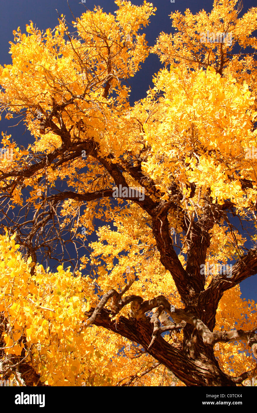 Cottonwood tree with fall colors, New Mexico Stock Photo Alamy