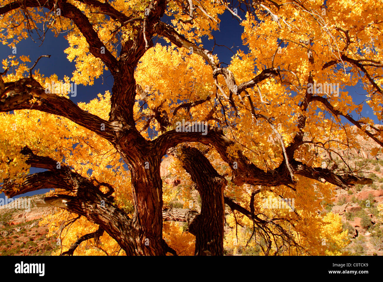 Cottonwood tree with fall colors, New Mexico Stock Photo Alamy