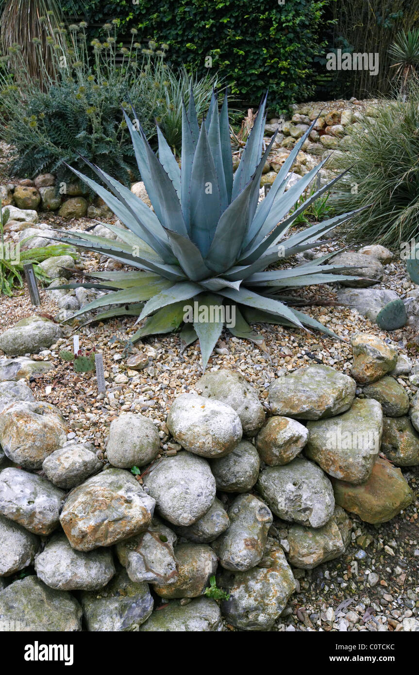 A view of the Desert garden with Agave at East Ruston Old Vicarage garden Stock Photo