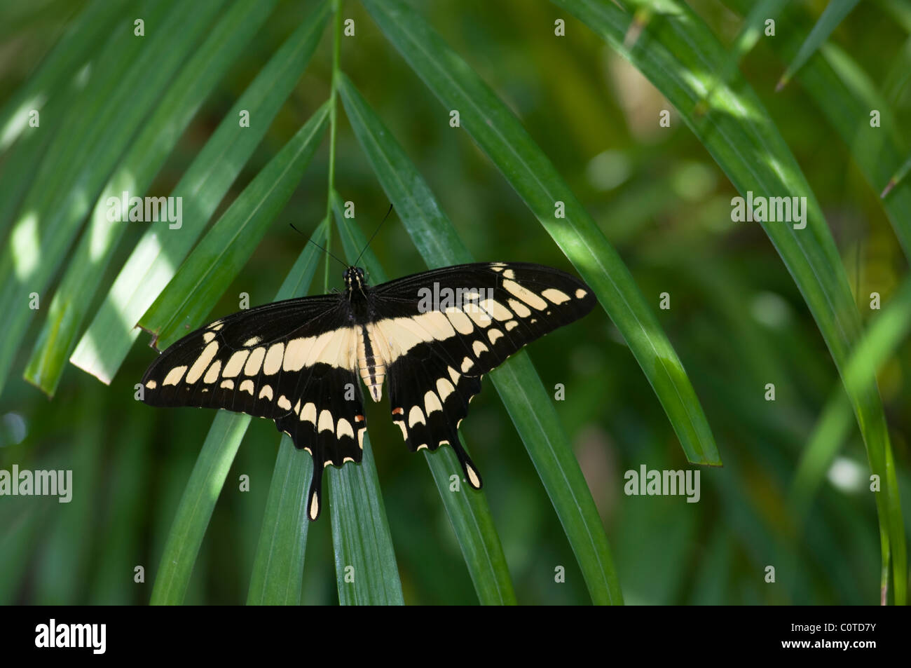 A butterfly in Aruba Stock Photo