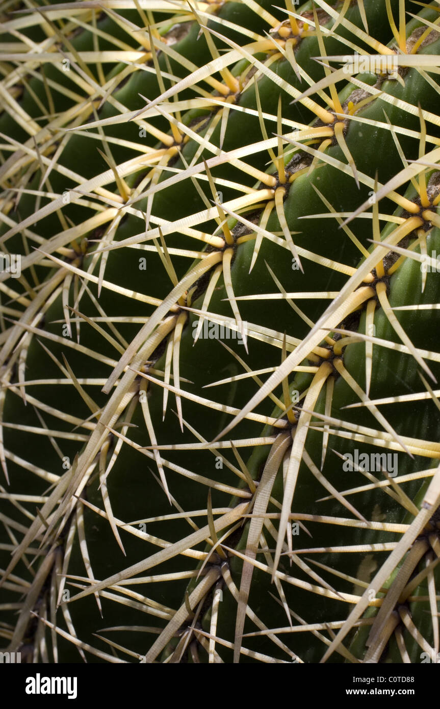 Detail of a Golden Barrel Cactus (Echinocactus grusonii) Stock Photo