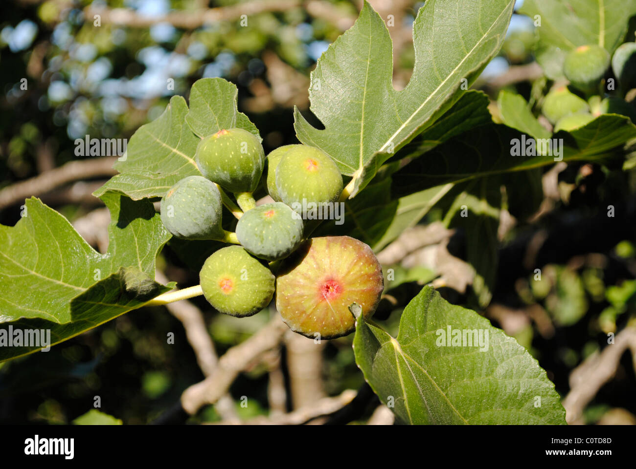 Fig Latin name Ficus Carica Stock Photo Alamy