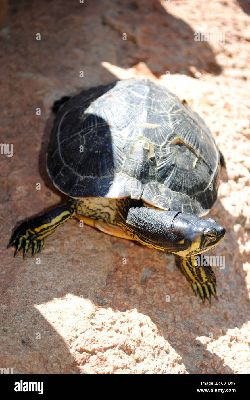 Diamondback terrapin Latin name Malaclemys terrapin Stock Photo