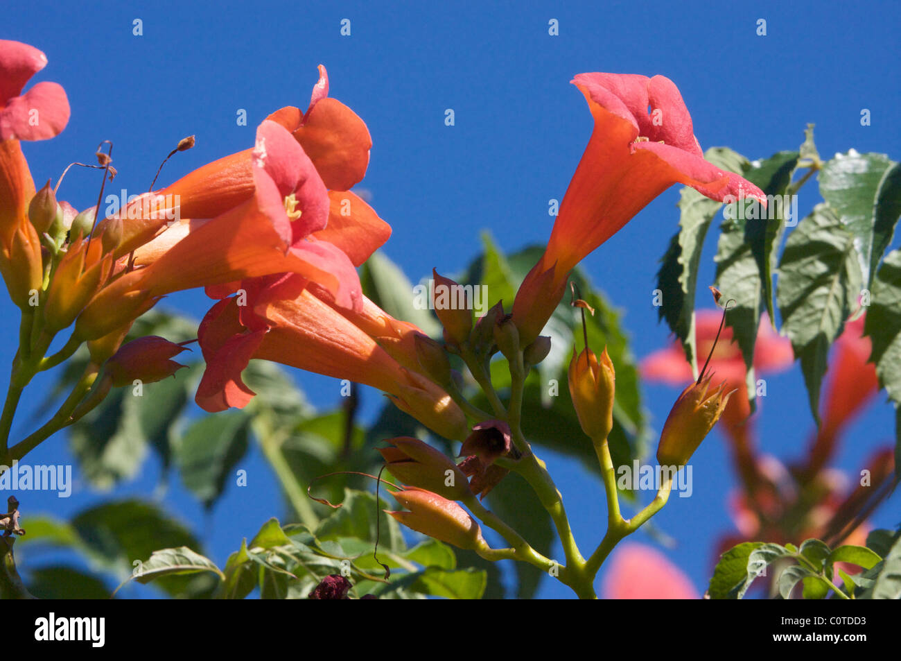 Orange flowers of bignonia (campsis radicans) in Provence (France) in blue sky Stock Photo