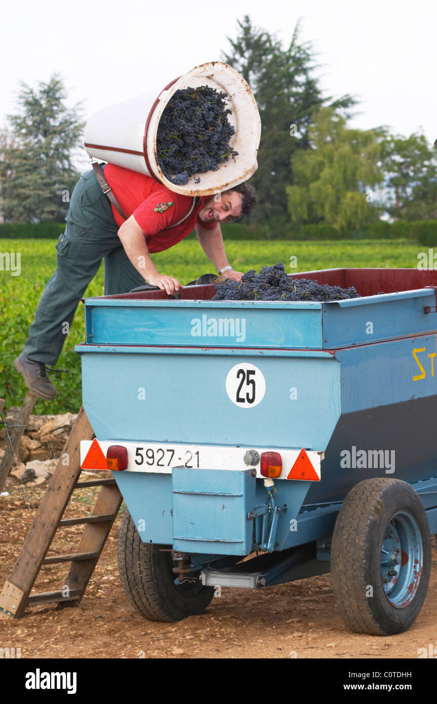 pinot noir harvesting with hod beaune cote de beaune burgundy france Stock Photo