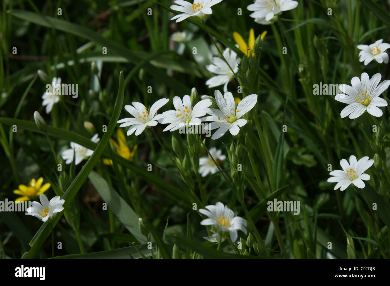 Stellaria holostea  Greater Stitchwort Stock Photo