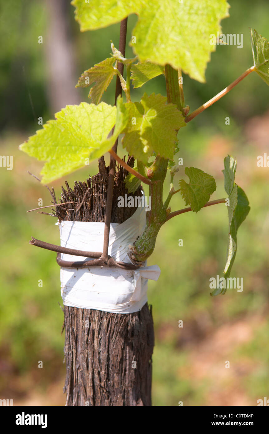 syrah field grafted on mourvedre one year ago mas du notaire rhone france Stock Photo
