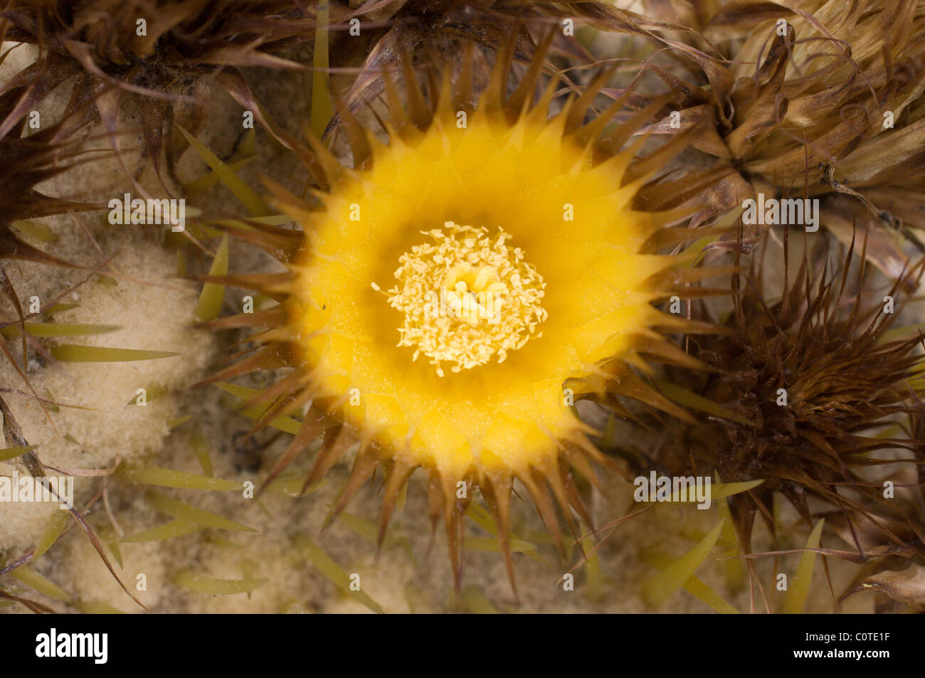Photo of a Golden barrel cactus flower (Echinocactus grusonii) Stock Photo
