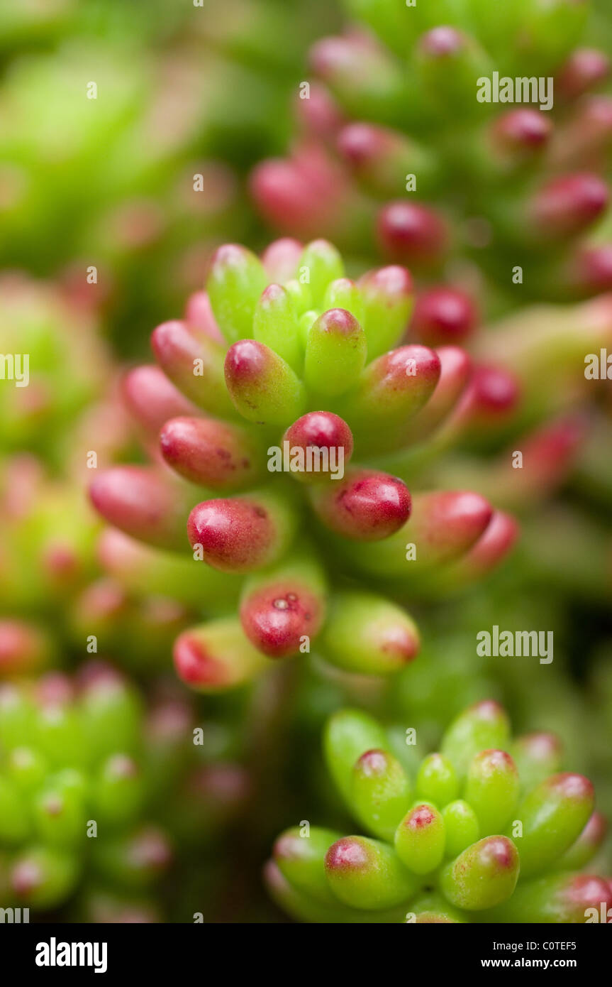 Jelly Bean Plant (Sedum rubrotinctum) Stock Photo