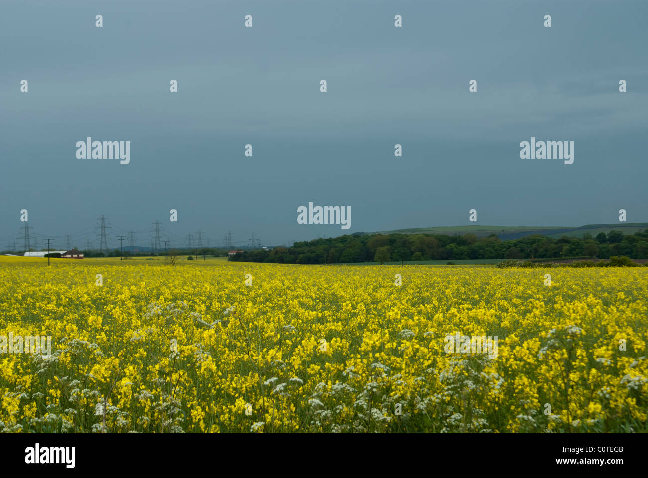 Landscape with a field of yellow Rapeseed flowers Stock Photo - Alamy