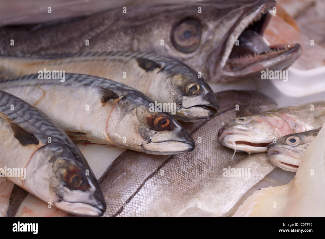 Fresh local fish for sale on an English fishmonger market stall Stock