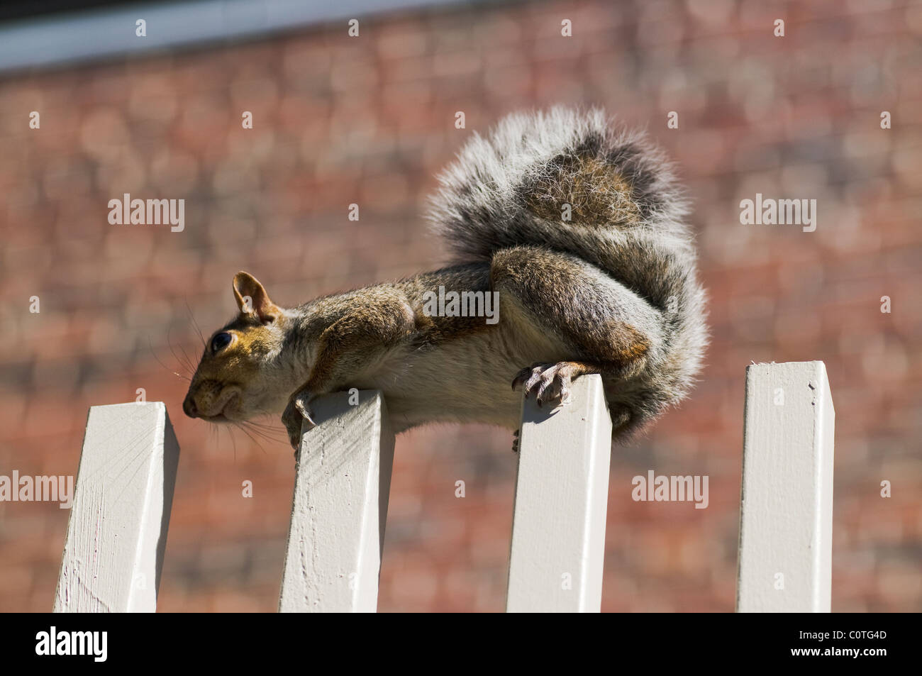 A squirrel  perched on top of a fence Stock Photo
