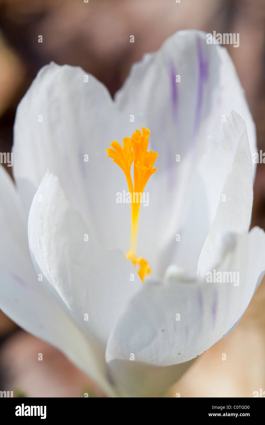 spring hires stock photography and images Alamy