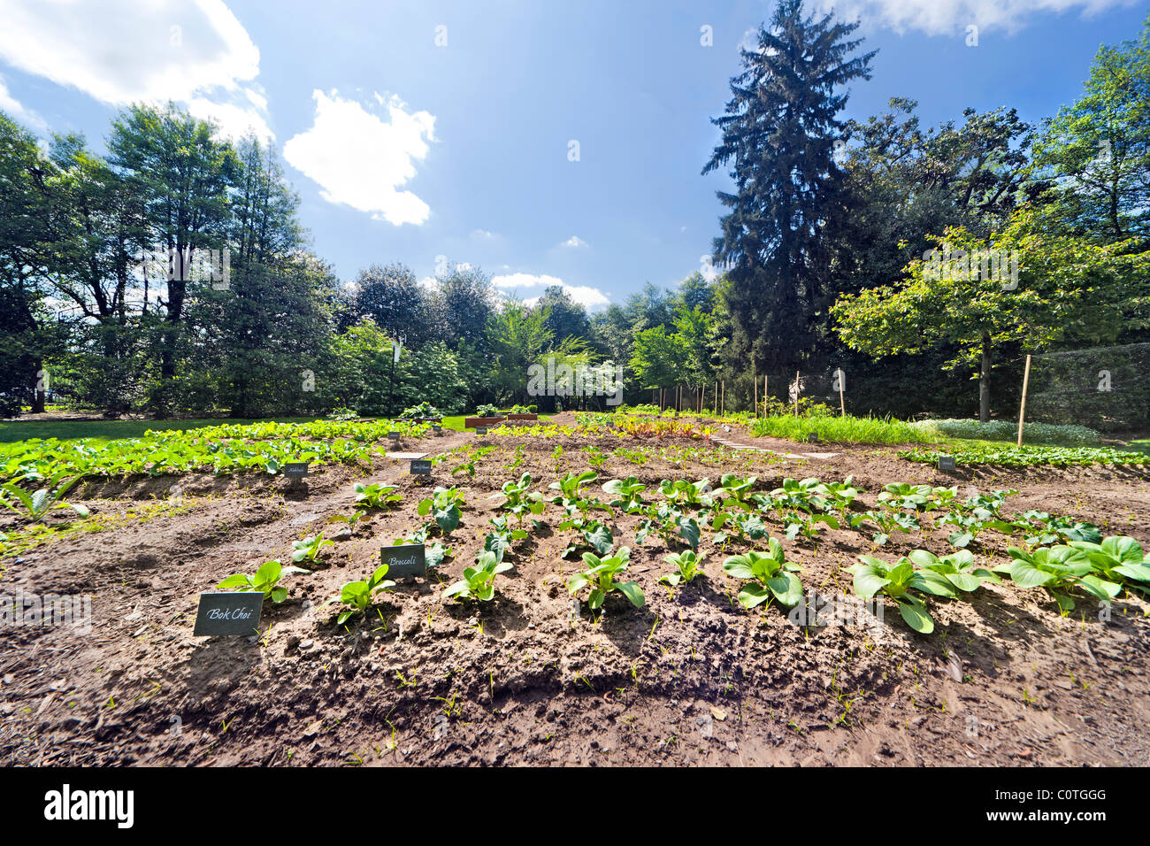 Michelle Obama's organic Kitchen Garden of The White House in spring. Washington DC. Bok Choi; Broccoli, Kohlrabi, Cauliflower. Stock Photo