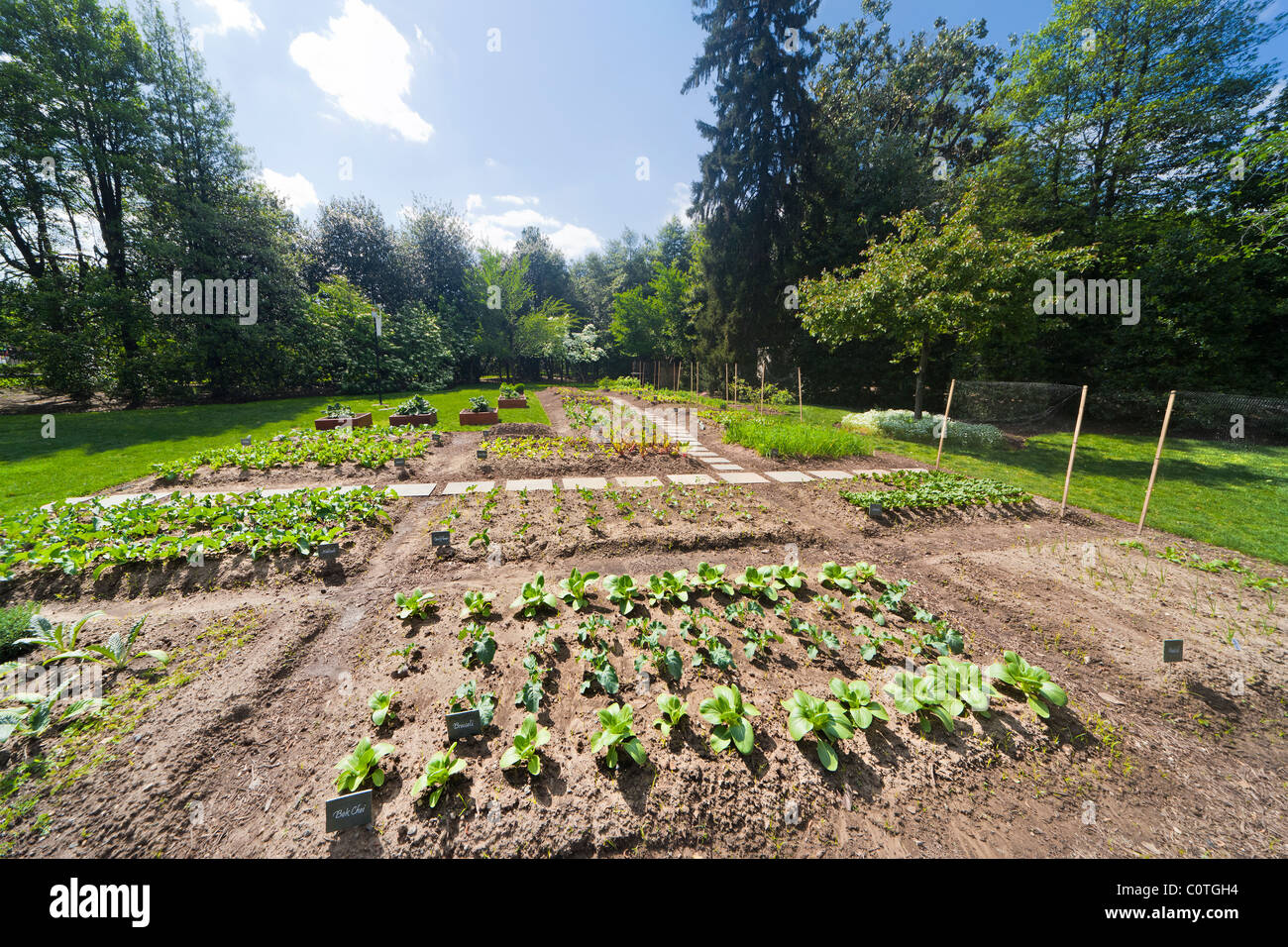 Michelle Obama's organic Kitchen Garden of The White House in spring. Washington DC. Bok Choi; Broccoli, Kohlrabi, Cauliflower. Stock Photo