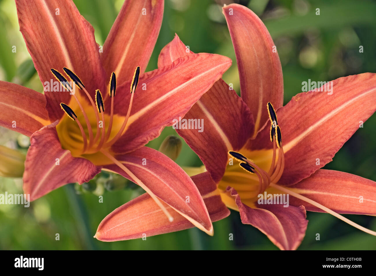 Orange daylily (Hemerocallis fulva). Stock Photo
